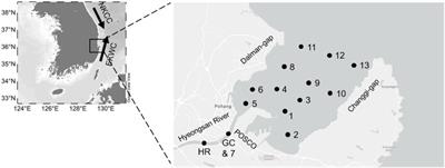 Water Quality Improvement Shifts the Dominant Phytoplankton Group From Cryptophytes to Diatoms in a Coastal Ecosystem